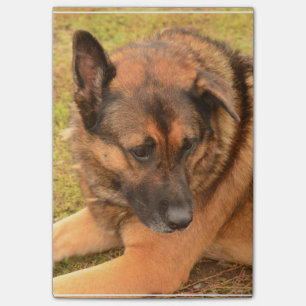 German Shepherd met One Floppy Ear Post-it® Notes