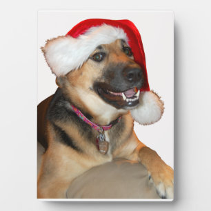 German Shepherd met Santa Hat Fotoplaat