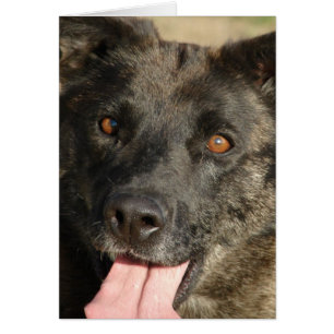 German Shepherd Mix All Occaches