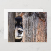 German Shepherd Nose Peeking Through Fence Briefkaart (Voorkant / Achterkant)