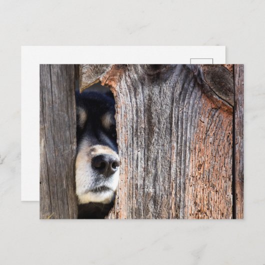 German Shepherd Nose Peeking Through Fence Briefkaart (Voorkant / Achterkant)