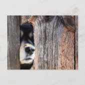 German Shepherd Nose Peeking Through Fence Briefkaart (Voorkant)