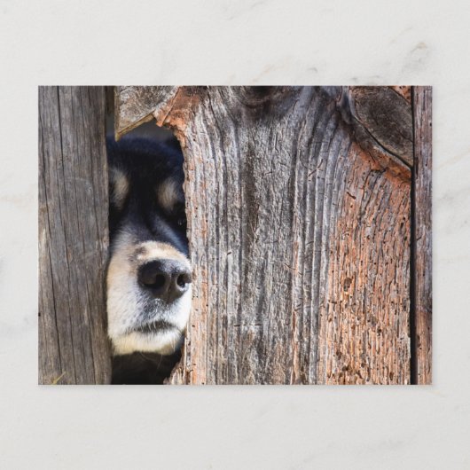 German Shepherd Nose Peeking Through Fence Briefkaart (Voorkant)