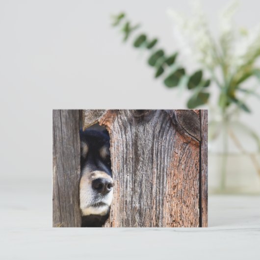 German Shepherd Nose Peeking Through Fence Briefkaart (Staand voorkant)