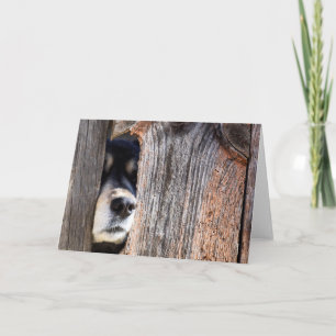 German Shepherd Nose Peeking Through Fence Kaart