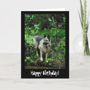 German Shepherd op de kust; Happy Birthday Kaart