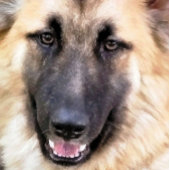 GERMAN SHEPHERD POKERKAARTEN