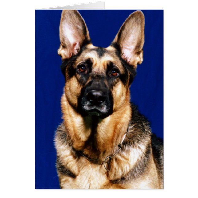 German Shepherd Portrait (Voorkant)