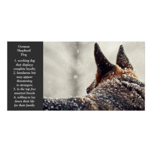 German Shepherd Poster