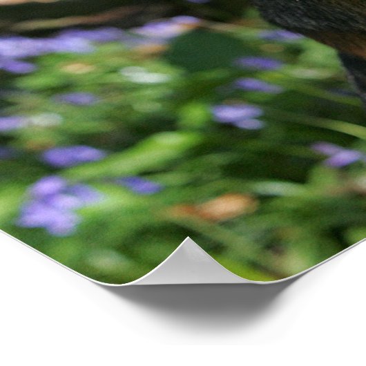 German Shepherd Poster (Hoek)