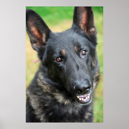 German Shepherd Poster (Voorkant)