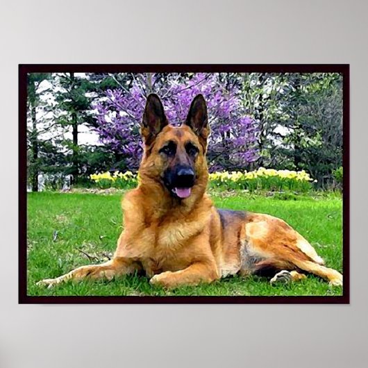 German-Shepherd Poster (Voorkant)