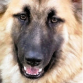 GERMAN SHEPHERD POSTER
