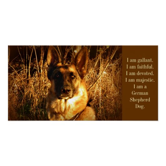 German Shepherd Poster (Voorkant)