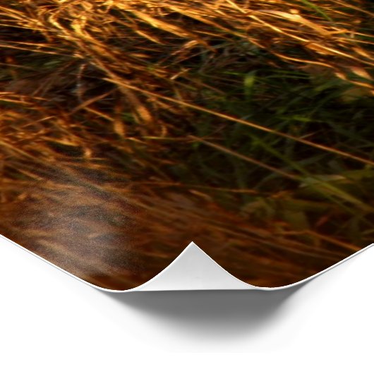 German Shepherd Poster (Hoek)