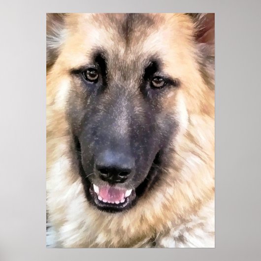 GERMAN SHEPHERD POSTER (Voorkant)