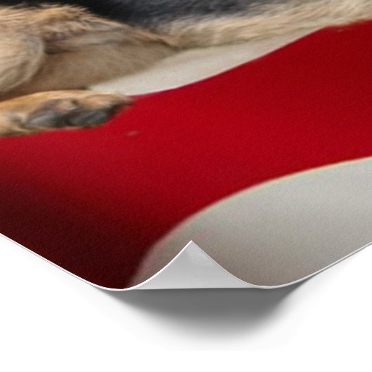 German Shepherd Print (Hoek)