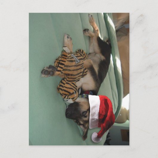 German Shepherd Pup with Santa Hat Feestdagenkaart (Voorkant)