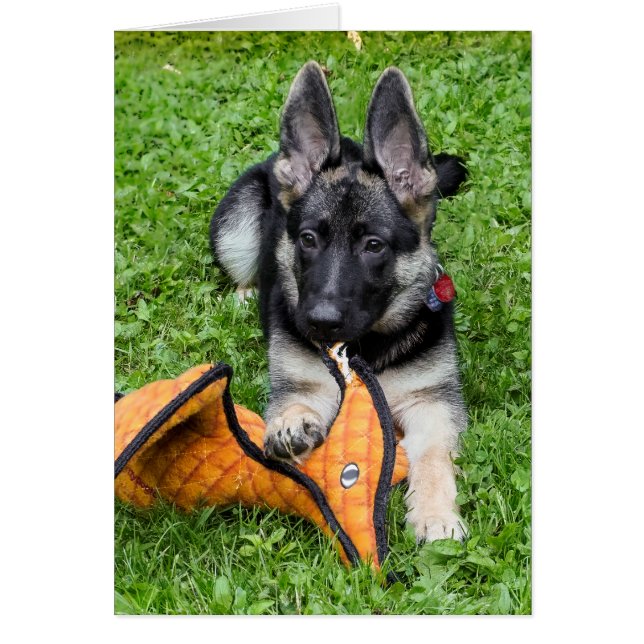 German Shepherd Puppy (Voorkant)
