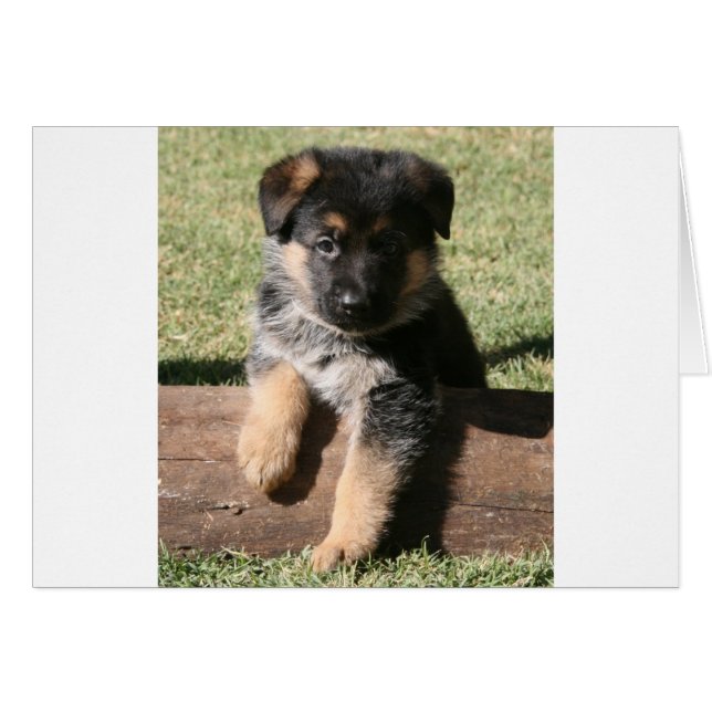 German Shepherd Puppy "Big Max" (Voorkant Horizontaal)