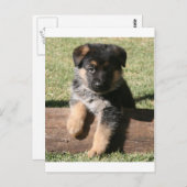 German Shepherd Puppy "Big Max" Briefkaart (Voorkant / Achterkant)