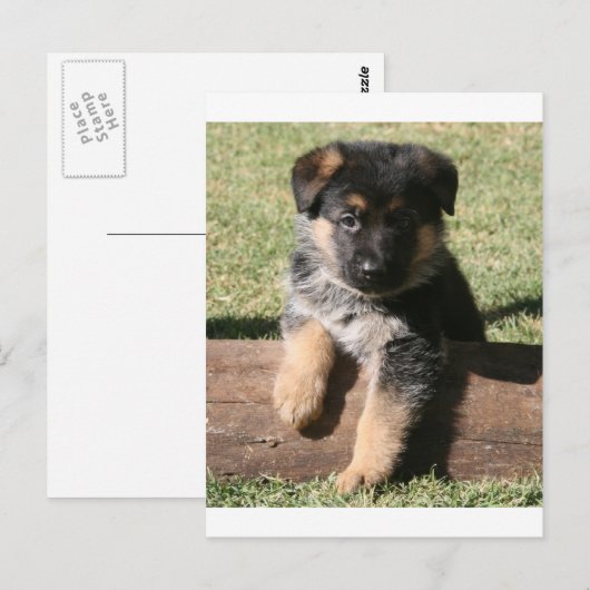 German Shepherd Puppy "Big Max" Briefkaart (Voorkant / Achterkant)