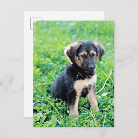 German Shepherd Puppy Briefkaart (Voorkant / Achterkant)