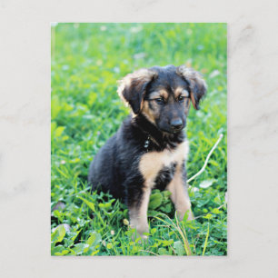 German Shepherd Puppy Briefkaart