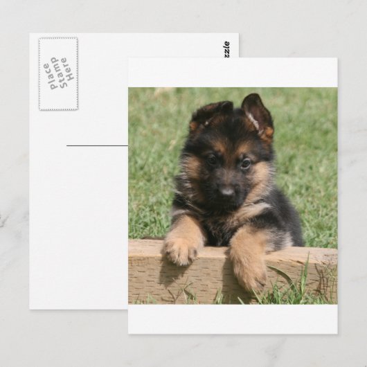 German Shepherd Puppy Briefkaart (Voorkant / Achterkant)