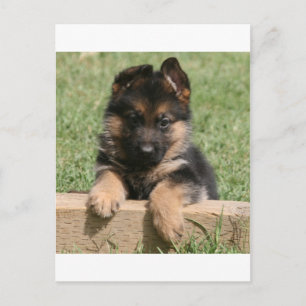 German Shepherd Puppy Briefkaart