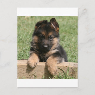 German Shepherd Puppy Briefkaart