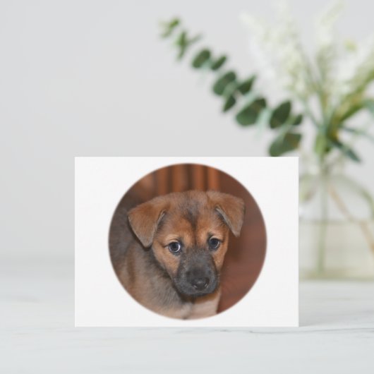 German Shepherd Puppy Briefkaart (Staand voorkant)