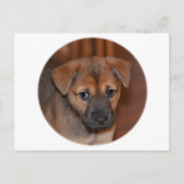 German Shepherd Puppy Briefkaart (Voorkant)