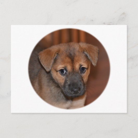 German Shepherd Puppy Briefkaart (Voorkant)