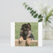 German Shepherd Puppy Briefkaart (Staand voorkant)