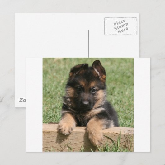 German Shepherd Puppy Briefkaart (Voorkant / Achterkant)