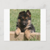German Shepherd Puppy Briefkaart (Voorkant)