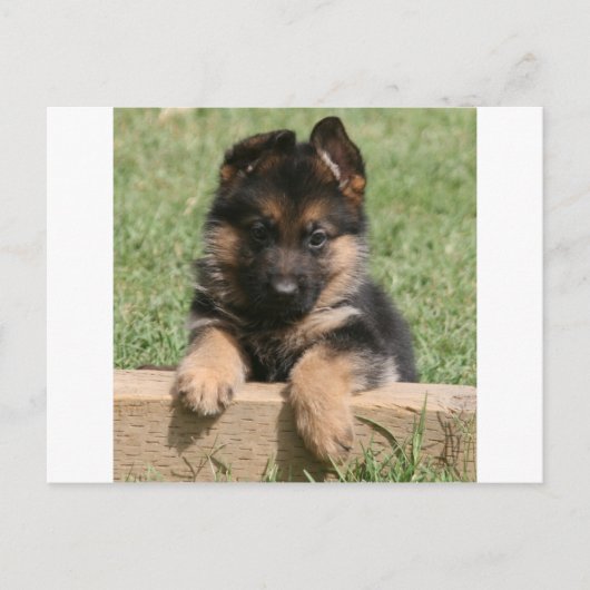 German Shepherd Puppy Briefkaart (Voorkant)