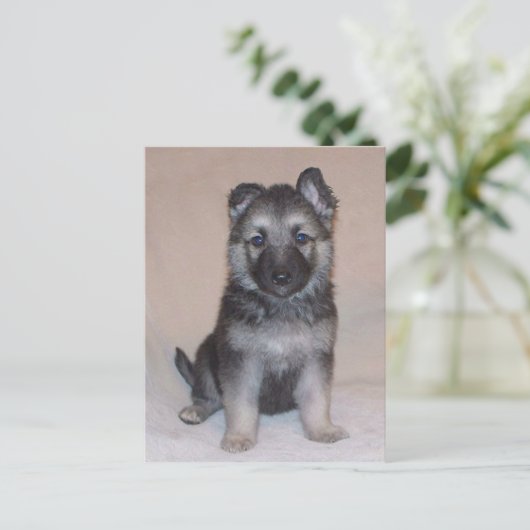 German Shepherd Puppy Briefkaart (Staand voorkant)