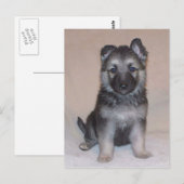 German Shepherd Puppy Briefkaart (Voorkant / Achterkant)