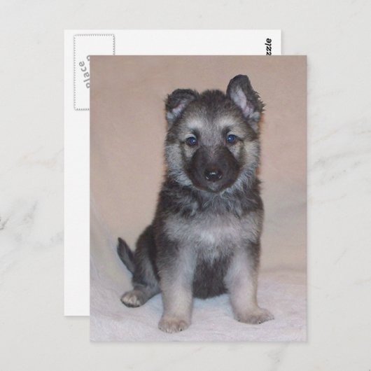 German Shepherd Puppy Briefkaart (Voorkant / Achterkant)