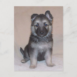 German Shepherd Puppy Briefkaart
