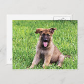 German Shepherd Puppy Briefkaart (Voorkant / Achterkant)