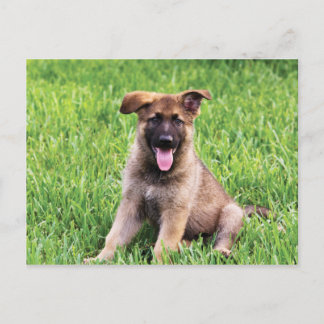 German Shepherd Puppy Briefkaart