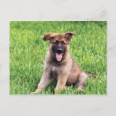 German Shepherd Puppy Briefkaart (Voorkant)