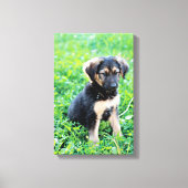 German Shepherd Puppy Canvas Afdruk (Voorkant)