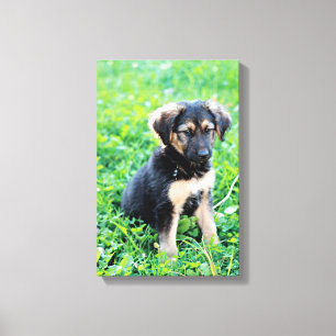 German Shepherd Puppy Canvas Afdruk