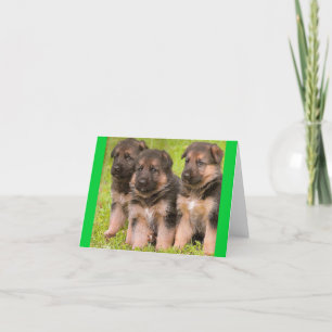 German Shepherd Puppy Dog Blank Note Card Kaart