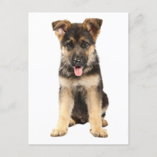 German Shepherd Puppy Dog Blank Post Card Briefkaart