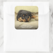 German Shepherd Puppy Dog Return Address Vierkante Sticker (Tas)